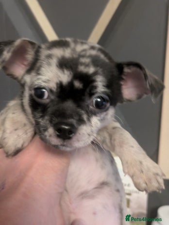 Chihuahua dogs Chihuahua boy merle - Advert 9