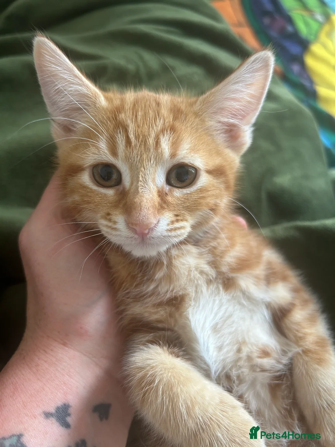 Domestic Shorthair cats for sale: Four beautiful kittens 9 weeks, READY TO GO! - Advert 2