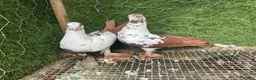 Pigeons birds for sale: Quality Homing Pigeons – Breeding Pairs Available - Advert 5