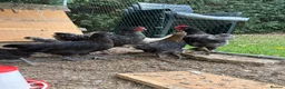 Chickens poultry for sale: Various pullets for sale  - Advert 7