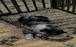 Border Collie dogs for sale: Red white border collie puppies - Advert 2