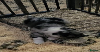 Border Collie dogs Red white border collie puppies - Advert 12