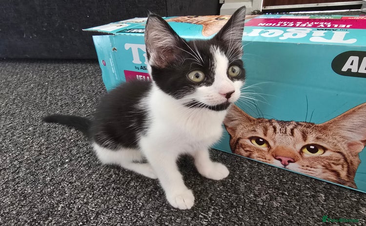 European cats - Advert 1