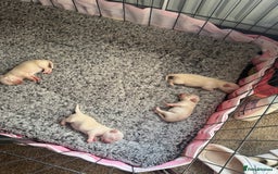 Chihuahua dogs for sale: Double chocolate platinum baby’s  - Image 39