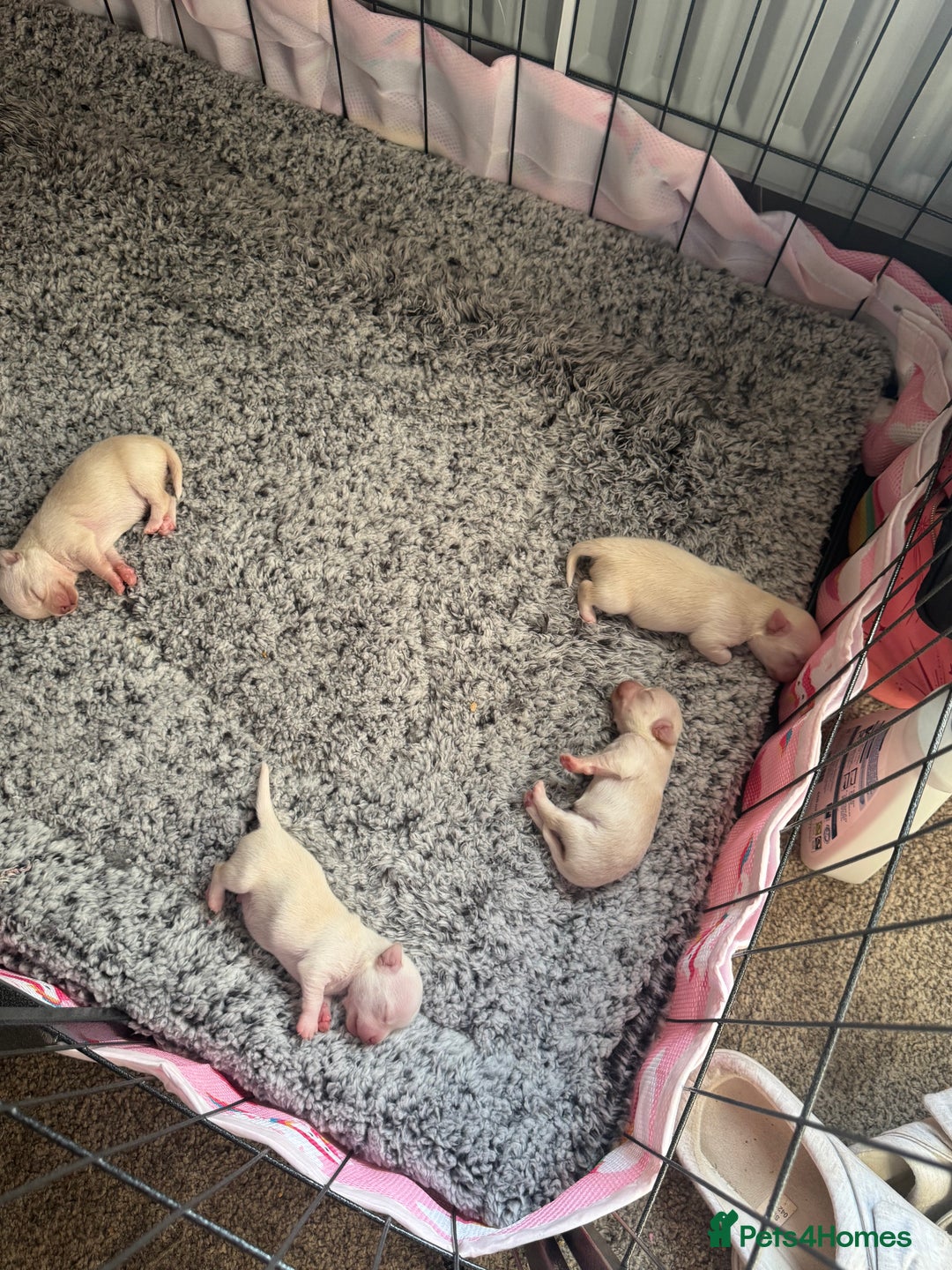 Chihuahua dogs for sale: Double chocolate platinum baby’s  - Image 39