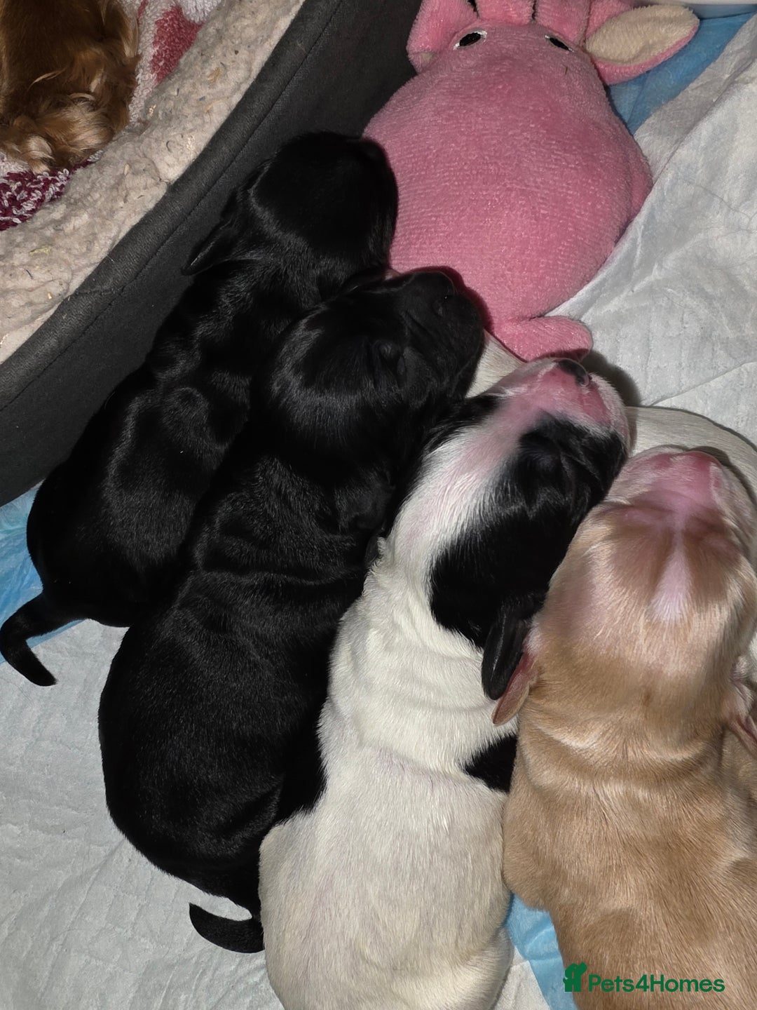 Cocker Spaniel dogs for sale: Cocker Spaniel Puppies - Advert 7