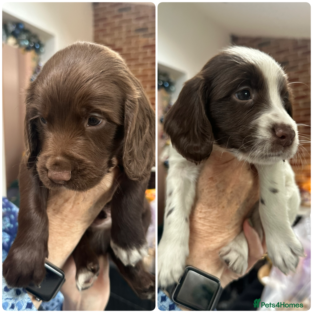 Sprocker dogs for sale: Working Sprocker Spaniels  - Advert 1