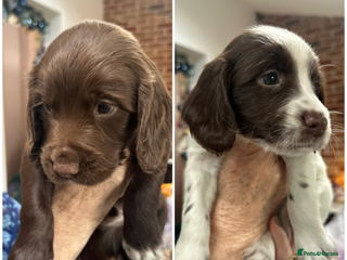 Sprocker dogs Working Sprocker Spaniels - Advert 18