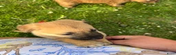 Mixed Breed dogs for sale: 7 beautiful Malkita x puppies with unique colours  - Advert 8