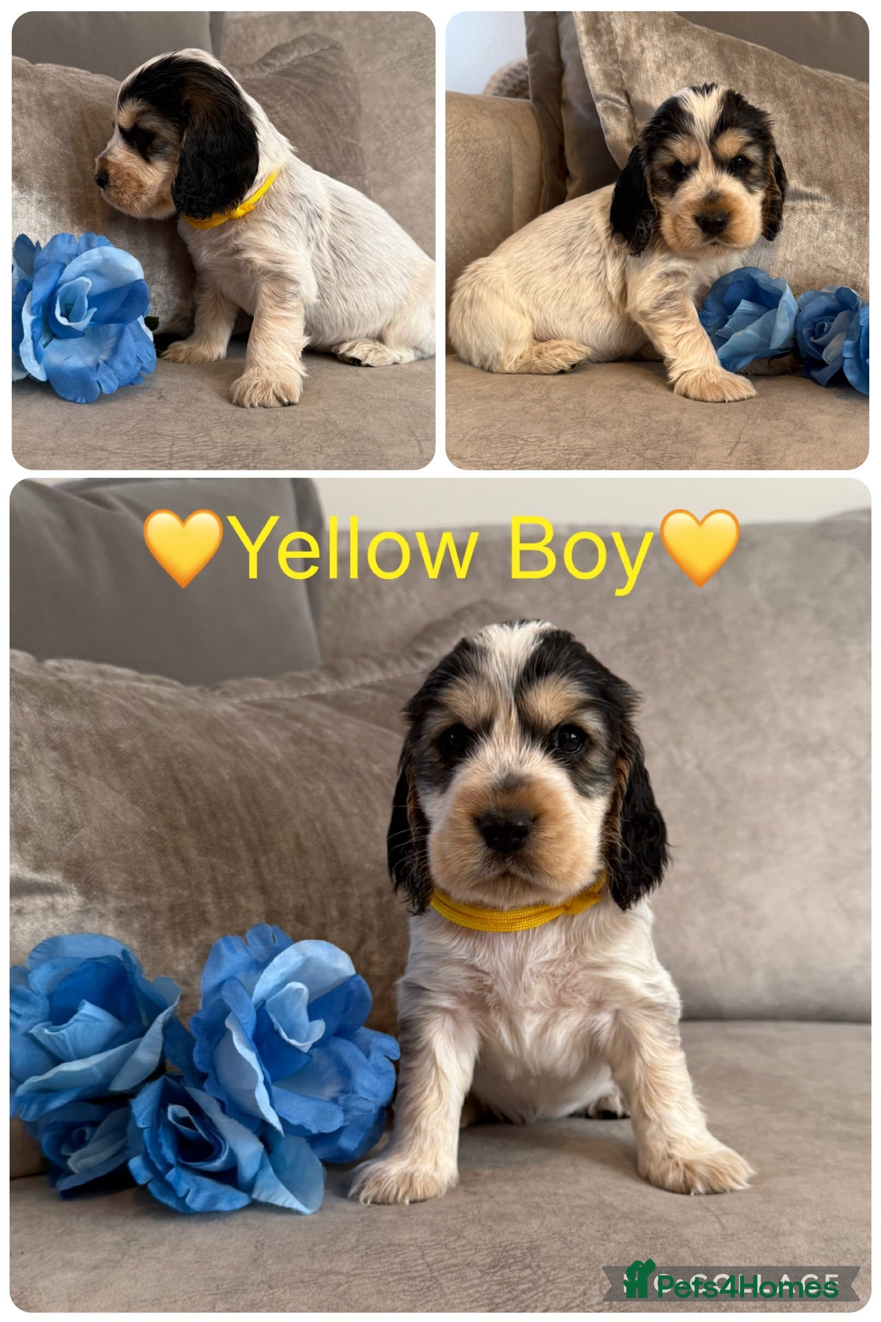 Cocker Spaniel dogs KC Registered Show Type Cocker Spaniel Puppies - Advert 1