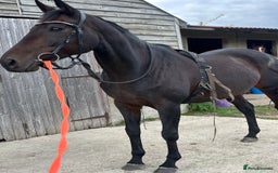 English Thoroughbred horses for sale: A big girl with huge heart to go far - Image 5