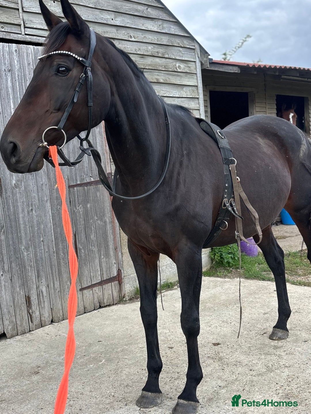 English Thoroughbred horses for sale: A big girl with huge heart to go far - Image 5