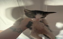 Mixed Breed cats for sale: Moggie Kittens - Image 2