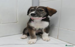 Mixed Breed dogs for sale: 2 months old - Alaskan malamute x Springardor - Image 10