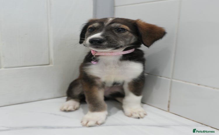 Mixed Breed dogs - Advert 1