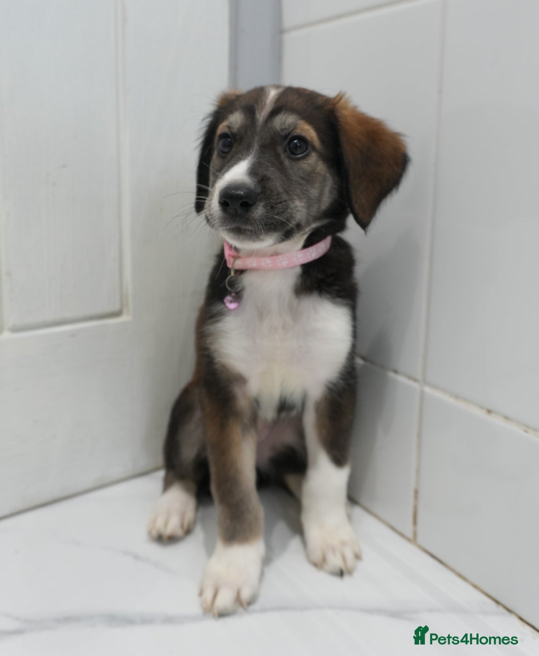 Mixed Breed dogs for sale: 2 months old - Alaskan malamute x Springardor - Image 10