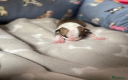 English Bull Terrier dogs for sale: English bull terrier puppy’s  - Image 28