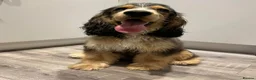 Cocker Spaniel dogs for stud: Show cocker spaniel stud in Mansfield - Advert 2