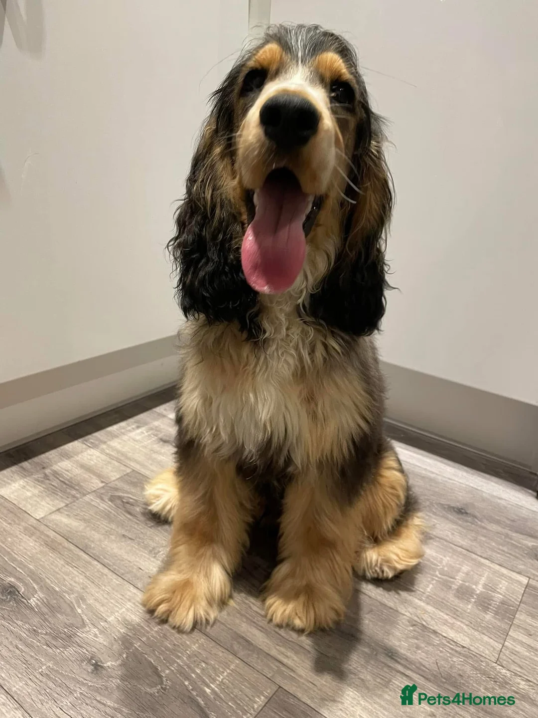 Cocker Spaniel dogs for stud: Show cocker spaniel stud in Mansfield - Advert 2
