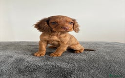 Cocker Spaniel dogs for sale: Cocker spaniel puppies  - Image 3