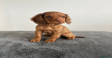 Cocker Spaniel dogs - Advert 1