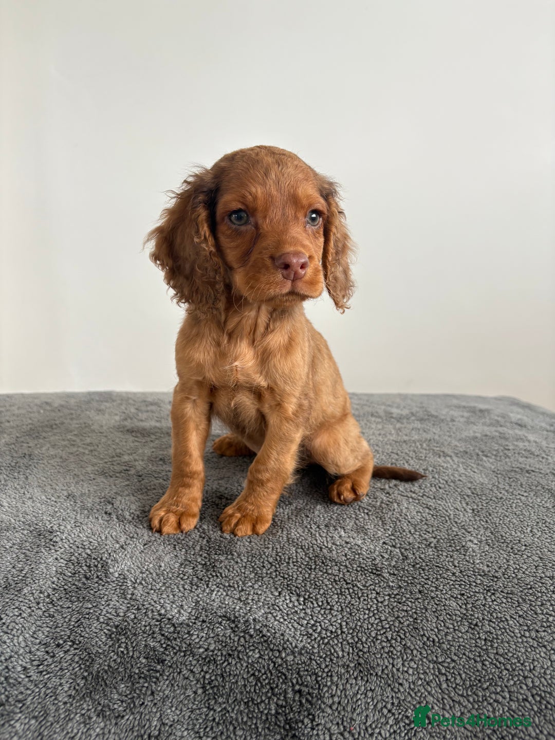 Cocker Spaniel dogs for sale: Cocker spaniel puppies  - Image 3