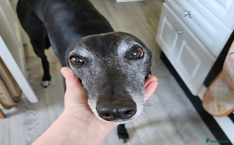 Greyhound dogs - Advert 1