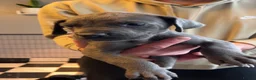 Great Dane dogs for stud: KC reg Dane for stud  - Advert 16