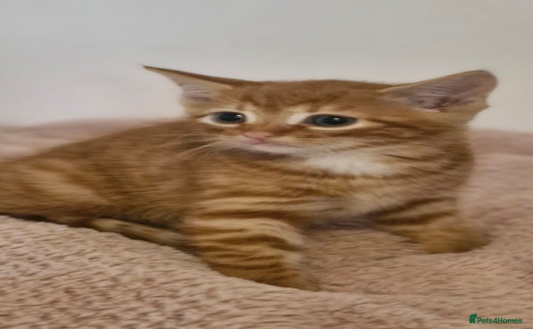Mixed Breed cats - Advert 11