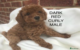 Cavapoo dogs for sale: Extensively DNA 200 tests BVA heart/eyes clear  - Image 18