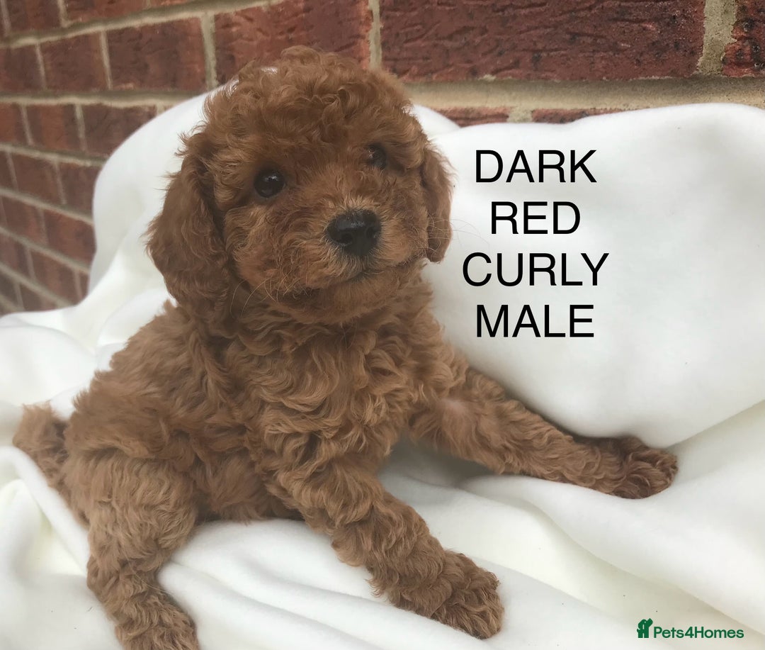 Cavapoo dogs for sale: Extensively DNA 200 tests BVA heart/eyes clear  - Image 18