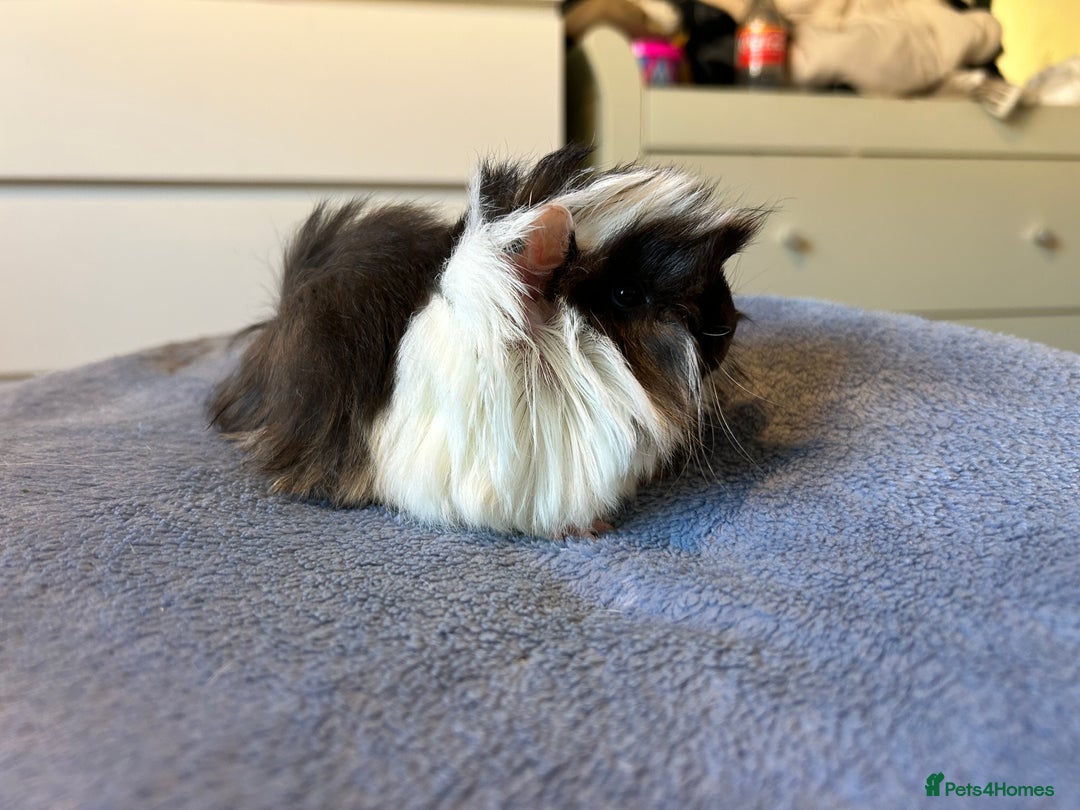 Guinea Pig rodents for sale: A pair left of male Peruvians REDUCED  - Advert 11