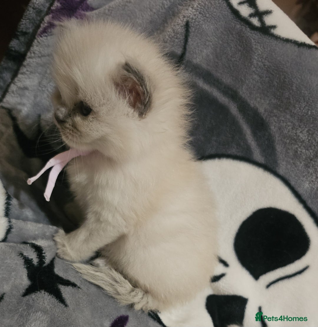 Ragdoll cats for sale: 5 Beautiful Ragdoll kittens for sale 💞 - Advert 1