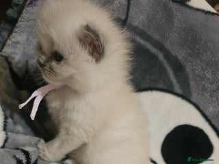 Ragdoll cats 5 Beautiful Ragdoll kittens for sale 💞 - Advert 1