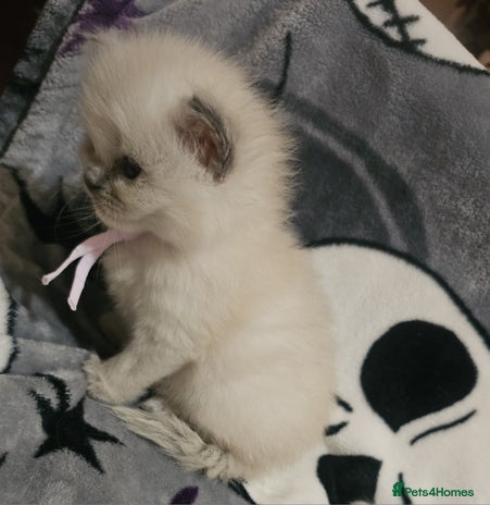 Ragdoll cats 5 Beautiful Ragdoll kittens for sale 💞 - Advert 1