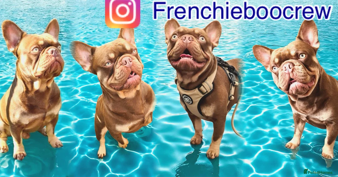 French Bulldog dogs for stud: 🐾⭐️New Shade Rojo tan RFG 0, 6 panel clear⭐️🐾 in Birmingham - Advert 11