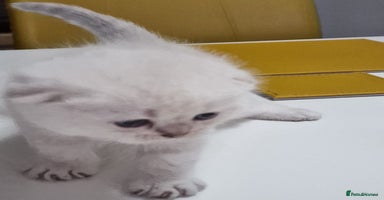 Scottish Fold cats - Advert 9