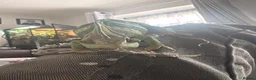 Chameleon reptiles for sale: Veiled chameleon male in Swanscombe - Advert 5
