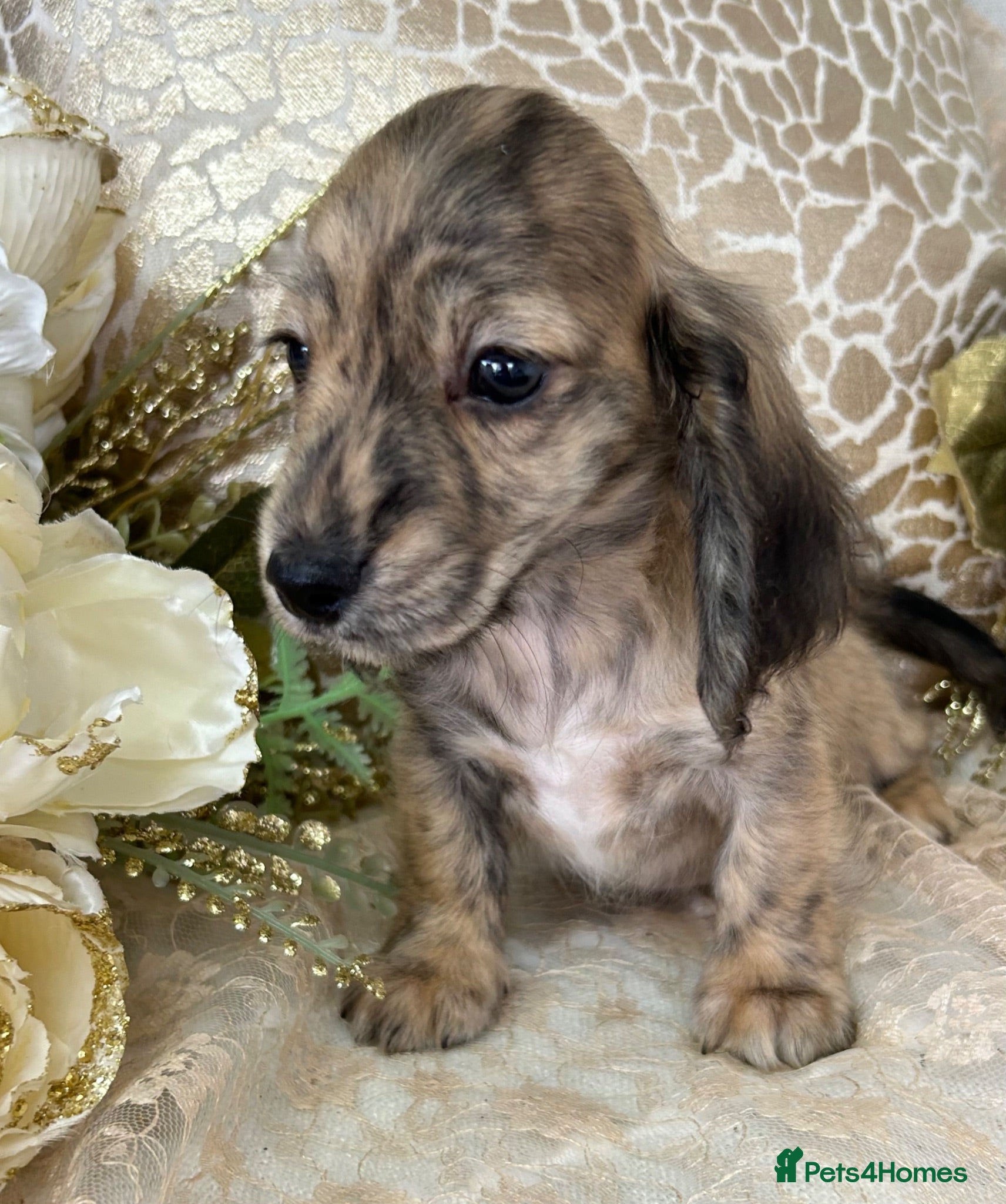 Miniature Dachshund dogs KC Long Coat Miniature Dachshund Puppies - Advert 1