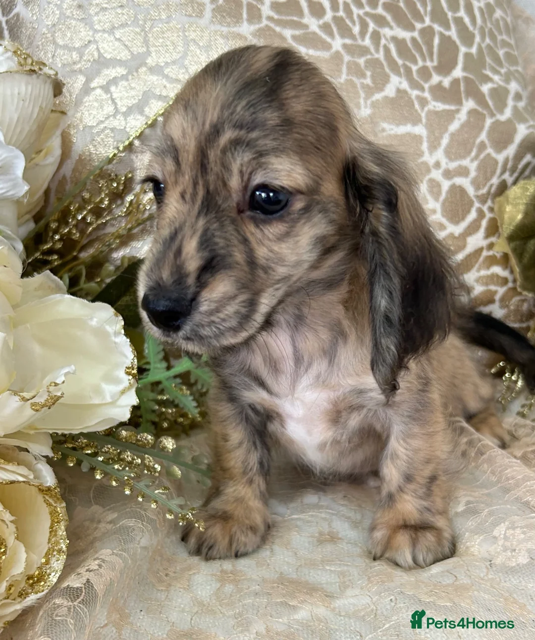Miniature Dachshund dogs for sale: KC Long Coat Miniature Dachshund Puppies - Advert 1