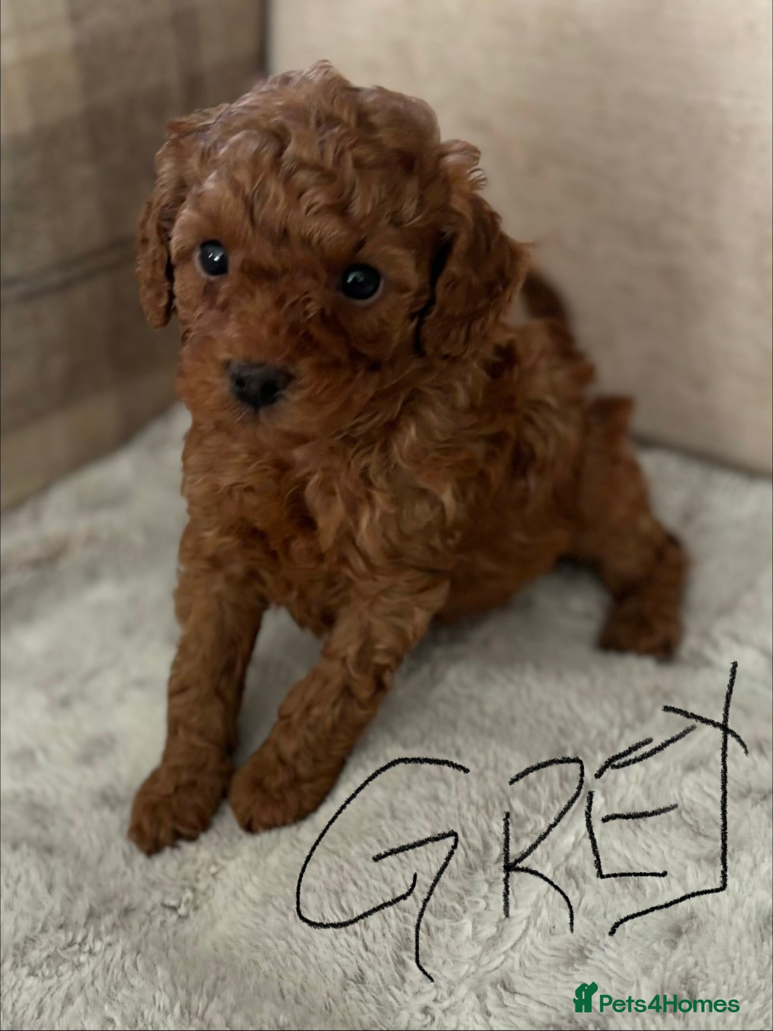 Toy Poodle dogs Toy Poodle boys  - Advert 17