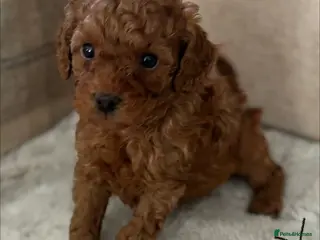 Toy Poodle dogs Toy Poodle boys - Advert 17