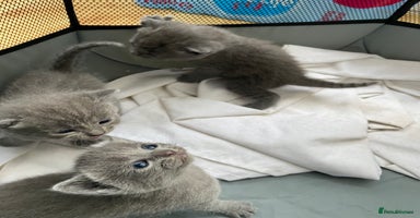 Russian Blue cats - Advert 16