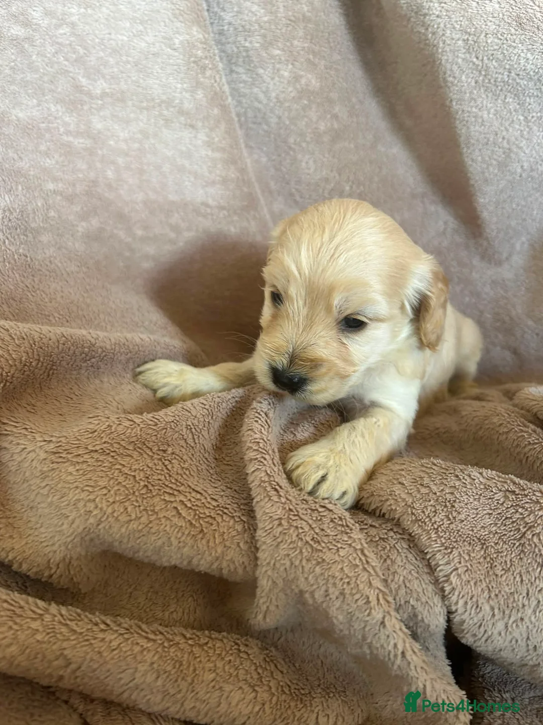Cockapoo dogs for sale: F1 cockapoo puppy’s  in Swanley - Advert 2