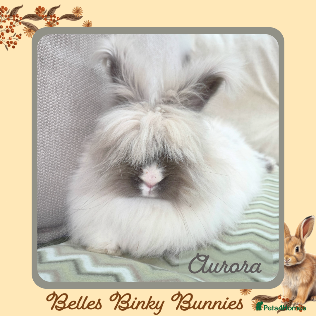 Angora rabbits for sale: 🧡 Proven Angora Doe 13mths old 🧡 - Advert 4