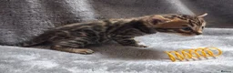 Bengal cats for sale: Traditional brown Bengal - Advert 9