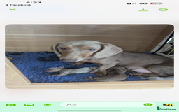 Dachshund dogs for sale: Quality kc reg miniature dachshund girls  - Image 2