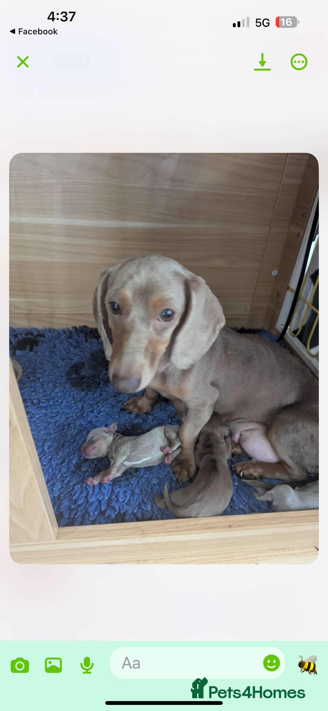 Dachshund dogs for sale: Quality kc reg miniature dachshund girls  - Image 2