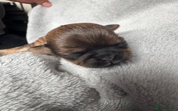 Shih Tzu dogs for sale: NEW Beautiful shih tzu puppies!!  - Image 9