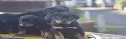 Rottweiler dogs for sale: Champion-Bred Rottweiler Puppies for Loving Homes - Advert 27